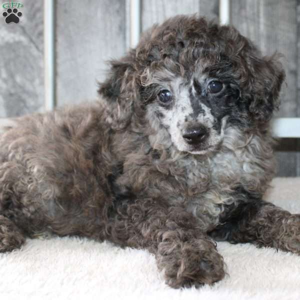 Brian, Miniature Poodle Puppy